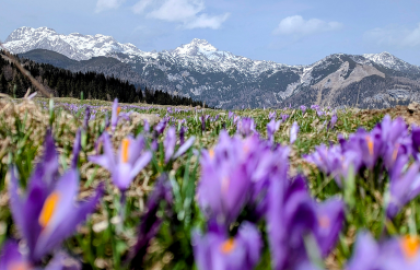 Why Kashmiri Saffron is the Finest in the World